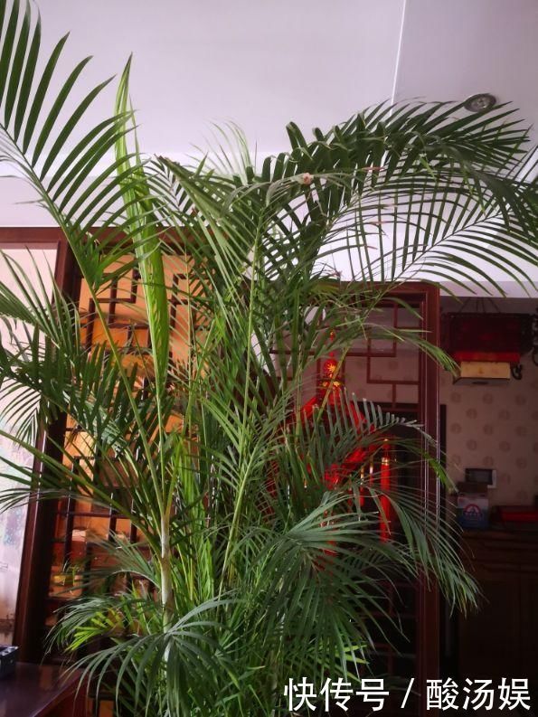 3种旺家花卉,养人养身心,家里有老人更要养