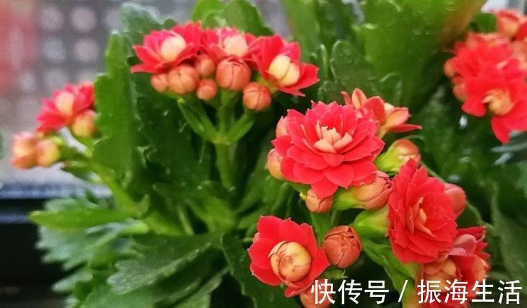 种花|3种花深受花友的喜欢，开花爆盆很简单，招财又纳福，谁养谁喜欢