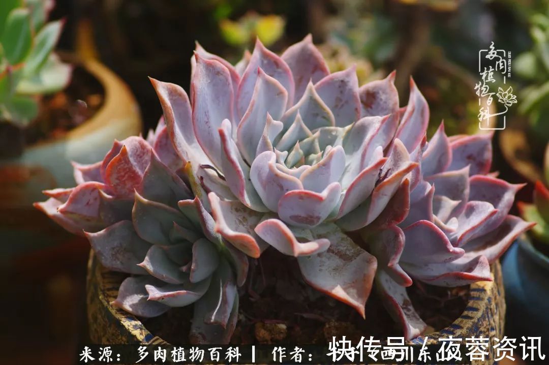 夏天|夏天日晒雨淋,秋老虎来势汹汹,你的多肉准备好逆袭了吗