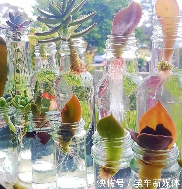 俗话说养花先养根!浇水加点“生根剂”,1分钱不花,根系爆盆!