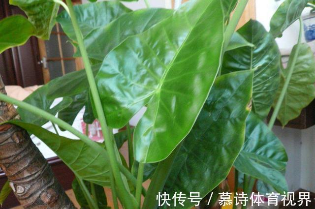 养花期|家里养花别随便，“2种花”真的不能养，虽然漂亮，却很“晦气”