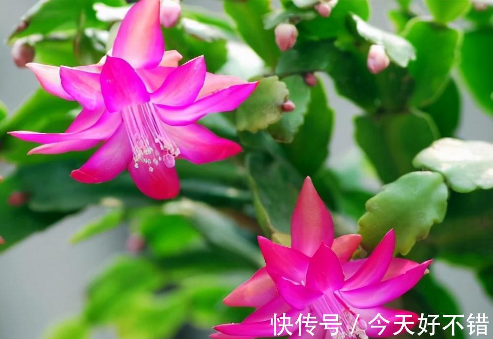 养花达人刘叔,只喂蟹爪兰1溶液,到了花期,长出的花卉直接爆盆