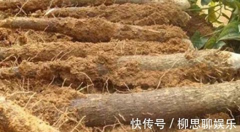 宁心安神|秋天来了,女性多吃这些食物,疏肝理气,通气顺畅,脸色好起来