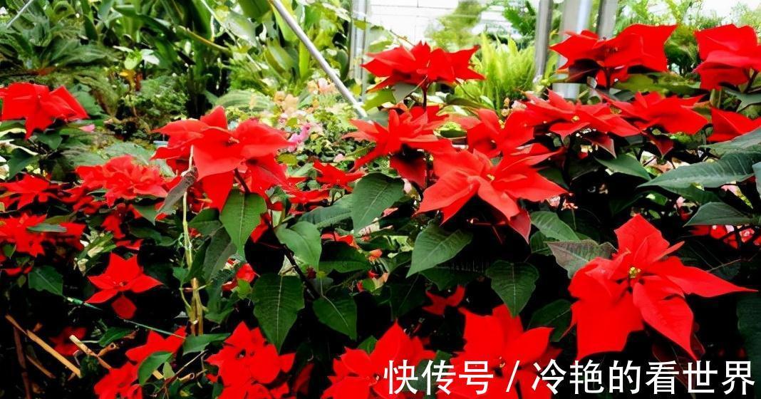 毒花|越美的花越有毒，生活诚不欺我！快来认识七种大毒花，避免受伤害