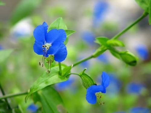 稻田里的“竹子”，曾是民間極品野菜，請不要錯過了，燉肉很美味