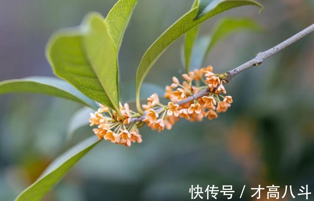 桂花@空山寻桂树,折香思故人!