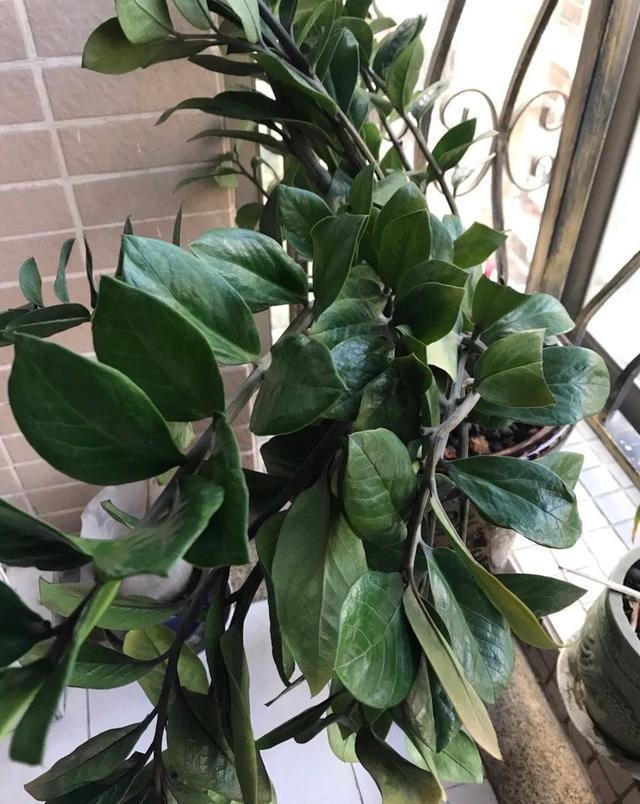 叶子|嫌花长的丑,趁现在砍头,满盆都是新叶子!