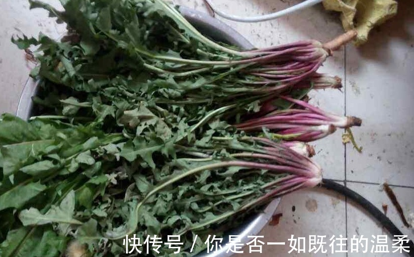 排毒|蒲公英泡水喝好处多,排毒清肠,但也有食用禁忌,不妨了解一下