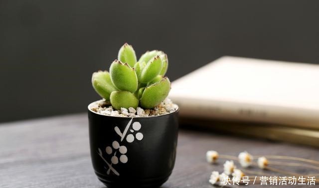 入春后熊童子要怎么养才能更呆萌可爱!