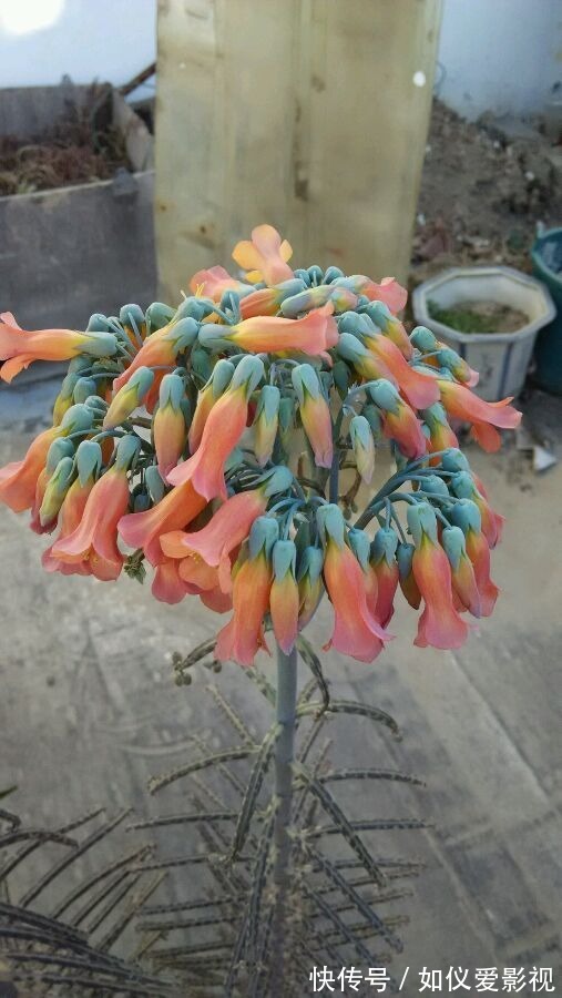 这花太能生崽,恨不得用脚踩,结果越踩长得越多!