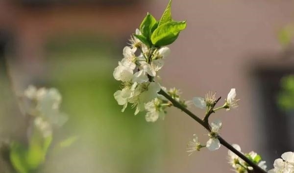 薰衣草|又是一年赏花季!乱花渐欲迷人眼,教你分清谁是谁