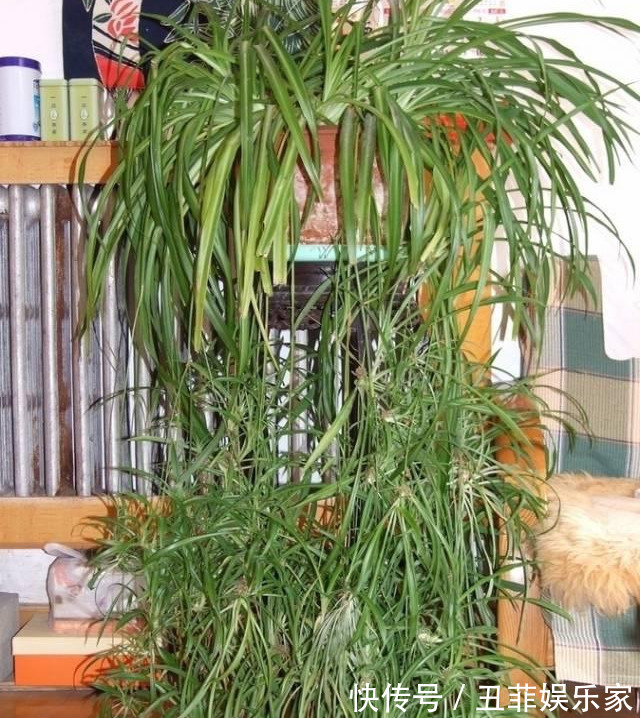 这3种吊兰千万别这么养,不然疯长爆芽,控制不住!
