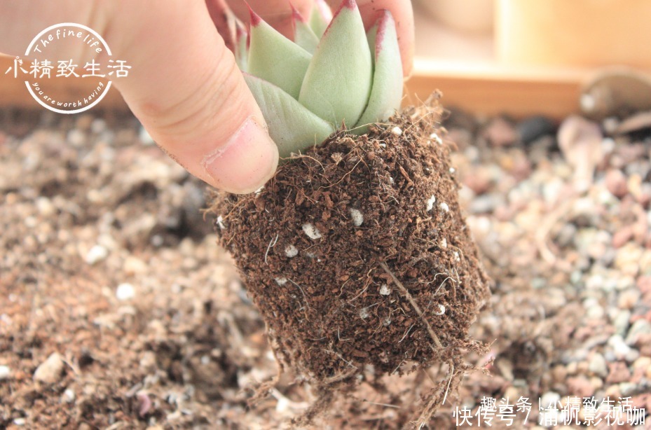 湿度|多肉一直不服盆，教你7个小方法，可快速发根，安全有效