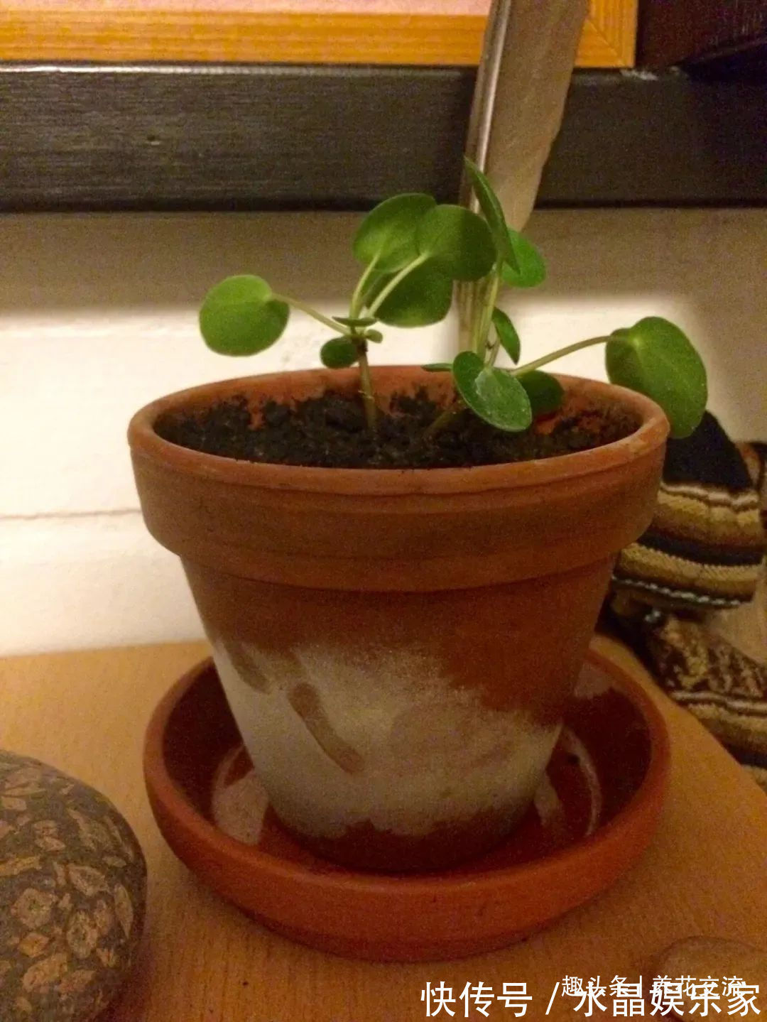 栀子花、茉莉、茶花和杜鹃养不好两种矾肥水制作配方贡献给你