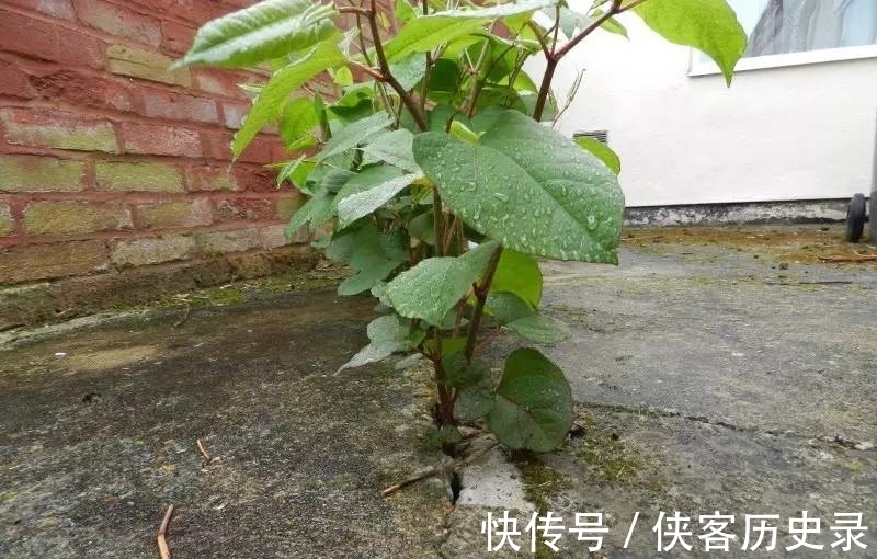 入药|一种植物甚至可以将人逼到自杀,它究竟是什么植物?