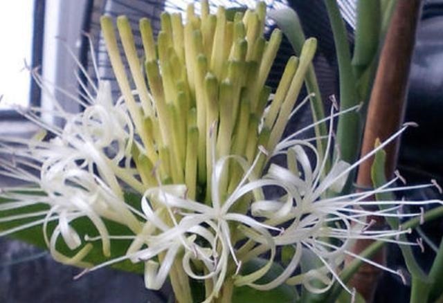 张姨家的富贵竹，养了3年了，竟然开花了，花香很浓，真是少见