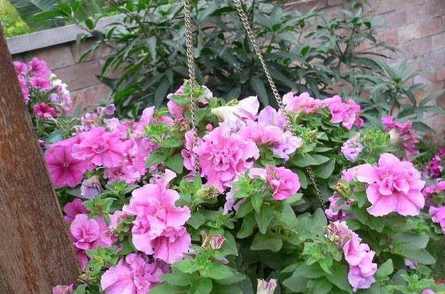 生根|此5种花,花期长又好养,扦插就生根,夏天也一个劲儿的开花