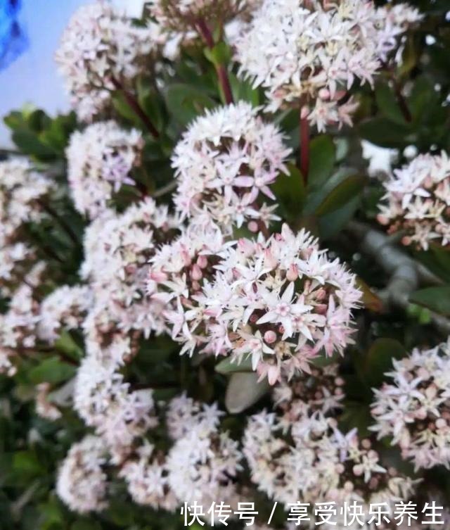 8种镇宅花,窗户边养一棵,霸气又镇宅!