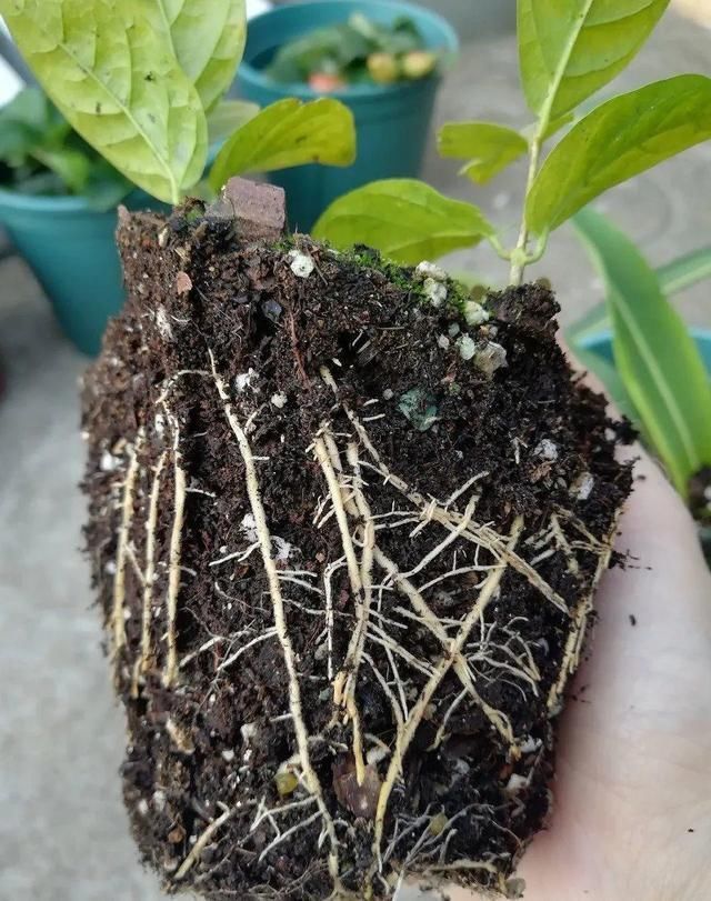 椰糠土|6月,最适合扦插的花,一插就活,大白根冒疯了