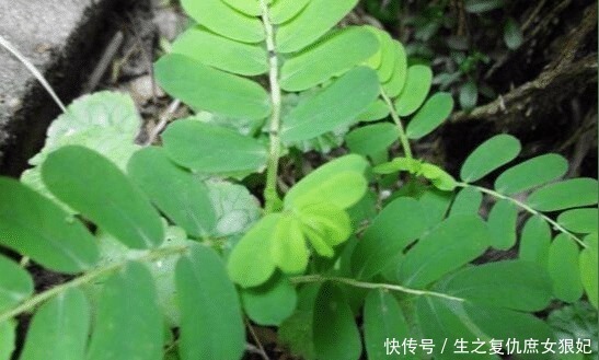 暑热腹泻|人称“阴阳草”,如今不多见,看到是福气,别拔,拔1棵少1棵