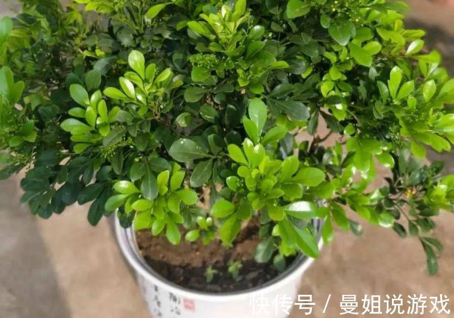 米兰这么养,疯狂冒新叶,开花香又多