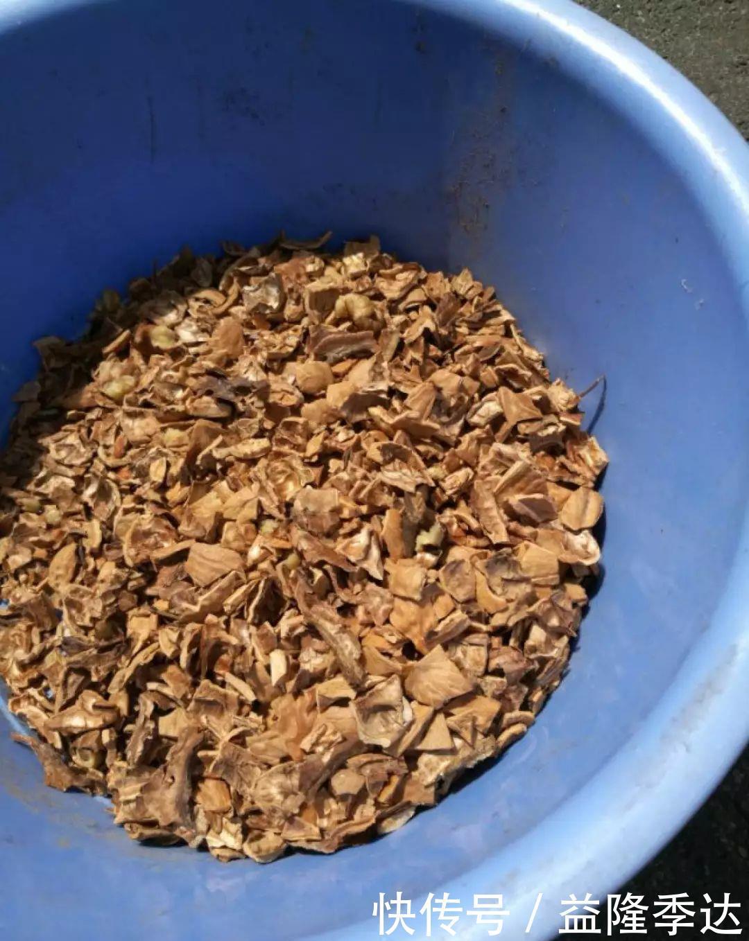 煤渣|家里吃剩的果皮,拿来养花嗖嗖长,不黄叶、开花多