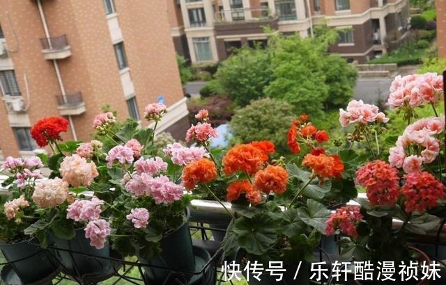 8种“洋气花”，天冷别喷水，不然黄叶、掉花苞，越养越难看