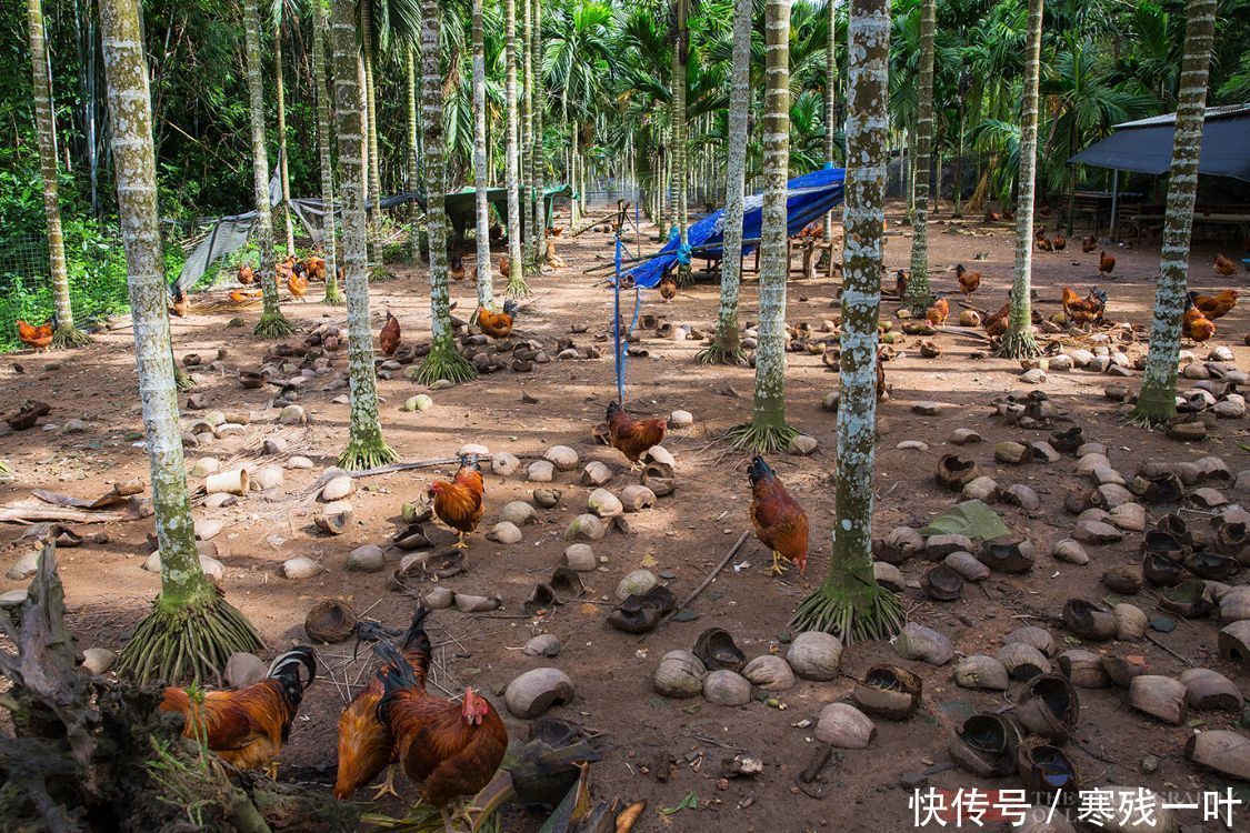 文昌市|寻找正宗海南文昌鸡，原来鸡肉不是煮熟是烫熟的，海南人：没听过