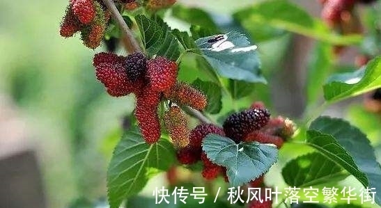 桑树苗|桑树不仅果子能吃,叶子能养蚕,它还有这些有意思的传说