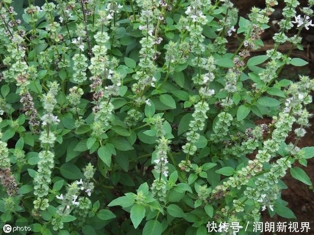 肠黄|老兽医60种常见中草药“一药一功效”汇总,建议养鸡人看看