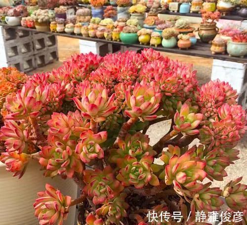 死翘翘|露养多肉万般好？做不好这3件事，一样死翘翘