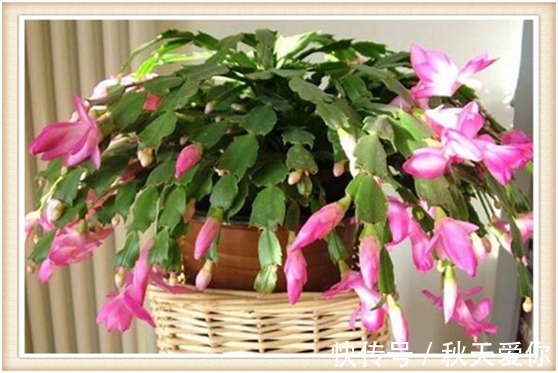 夏天养护蟹爪兰切记这“3点”,来年才能叶片油厚,花开爆满盆!