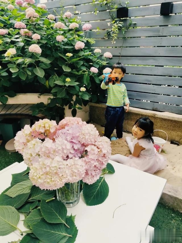 圆滚滚的绣球，瀑布般的花墙，这届花友也太会种花了吧