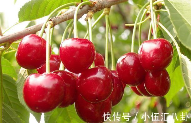 氰甙|号称“夺命果”，吃5颗就能毙命，是传言还是事实？了解下