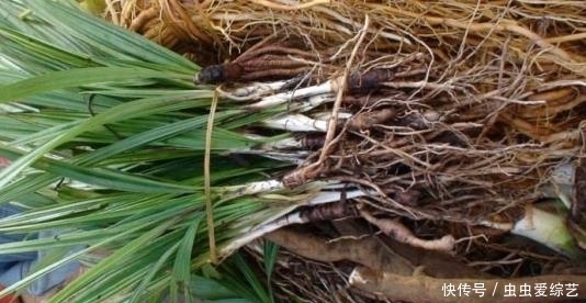 野草|农村路边常见的野草,和酒一起泡,腰不痛腿不软,远离癌症困扰