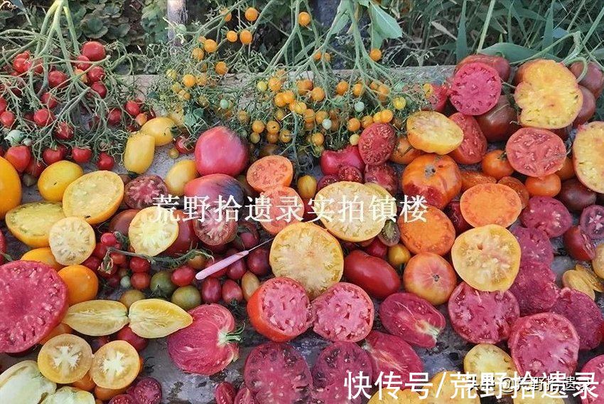 番茄的历史和有趣的事实