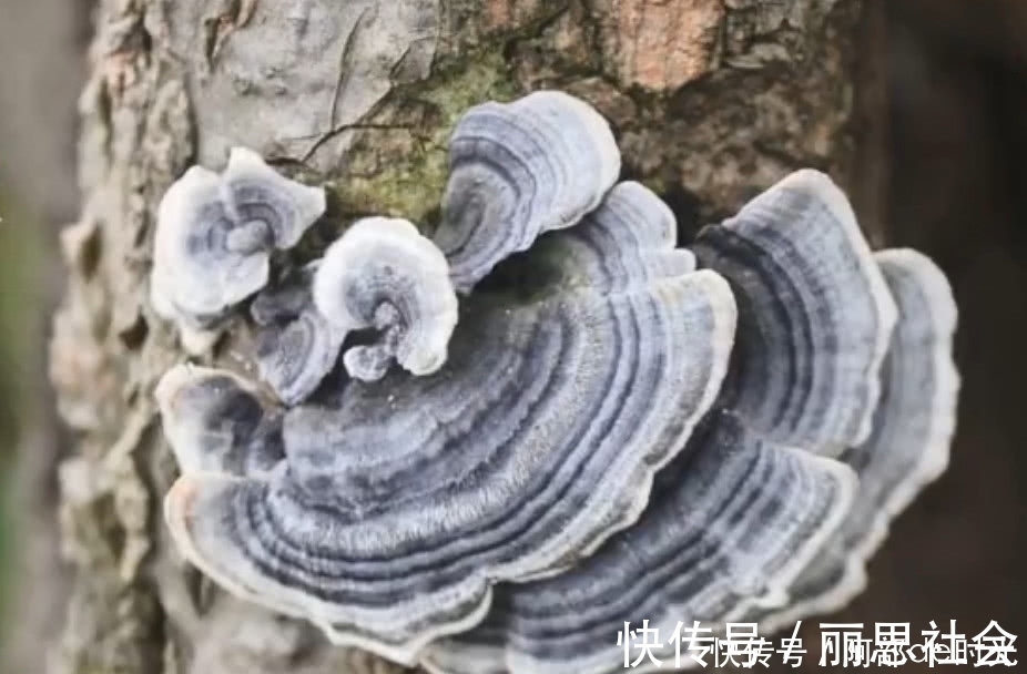灵芝|这种野生真菌生长在枯木上，看到别当柴火烧了，药用价值极高