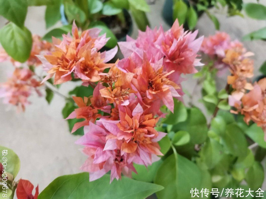带花芽的枝条不能修剪，未来全是花苞，一剪就亏了