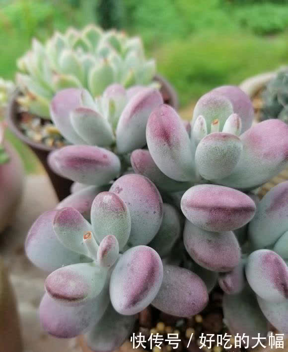 多肉|种多肉，最忌讳用大盆，“小盆种大肉”，不易腐烂，发根更快