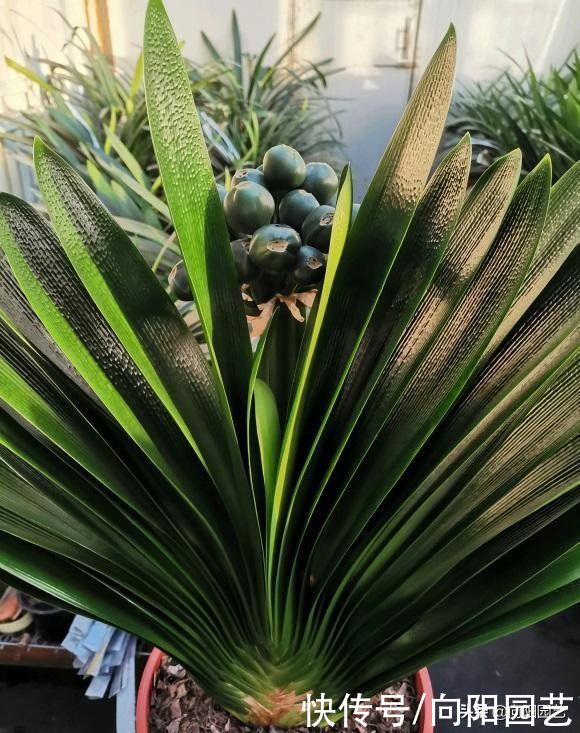 根系|夏天君子兰容易烂根，浇水不要太多，花土积水，根就容易烂