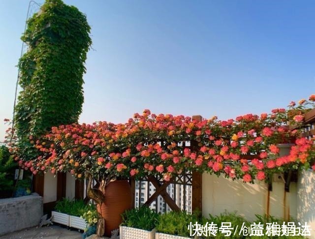 四季|此款藤本植物，一树多色花，漂亮似彩虹，四季开花，南北方都能种！