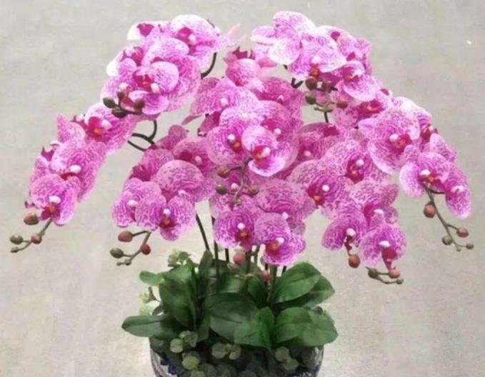 适合夏季养的花,好活易爆盆,家庭理想花卉盆栽,你最喜欢哪一种