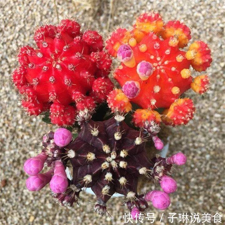 今年最火的奇葩多肉，价格这么贵，还有人抢着买！