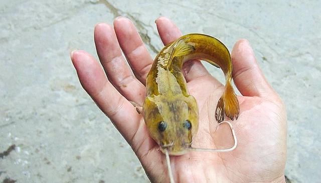 飞鱼|农村一种“飞鱼”,酷似黄辣丁,藏在石头缝里,吃过的都说太奢侈