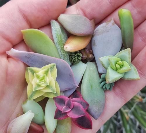 用一片叶子轻松繁殖多肉植物 每个品种买几片叶就行了 快资讯