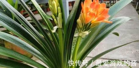 君子兰长期没变，定是出了4个问题，不然就瞧瞧吧