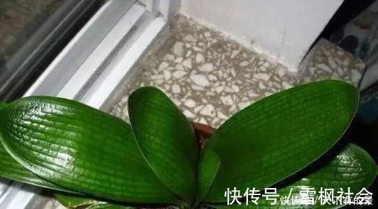 把它倒在花盆里,君子兰疯长如野草,一次能开30多