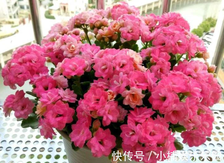 容易被水浇死的“14种花”,手太勤反而养不活