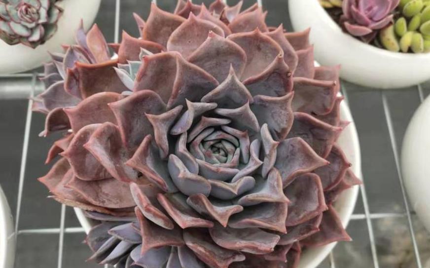 多肉植物|秋天养盆多肉露西娜,越晒颜色越粉嫩,仙气十足惹人爱