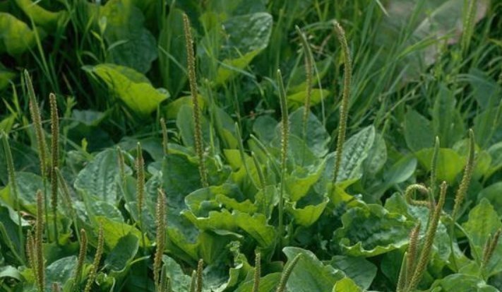老中医|车前草虽小,养生大功效多吃的顶级妙用,只有老中医才知道
